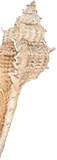 Decorative image of a seashell